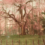 Hand Tinted Antique Japanese Albumen Photo of Sakura Bloom | Japanese Cherry Blossom