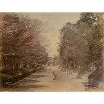 Hand Tinted Albumen Photograph of a Parkway