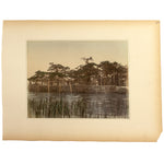 Karasaki Pine Tree |  Japanese Antique Hand Tinted Albumen Photograph